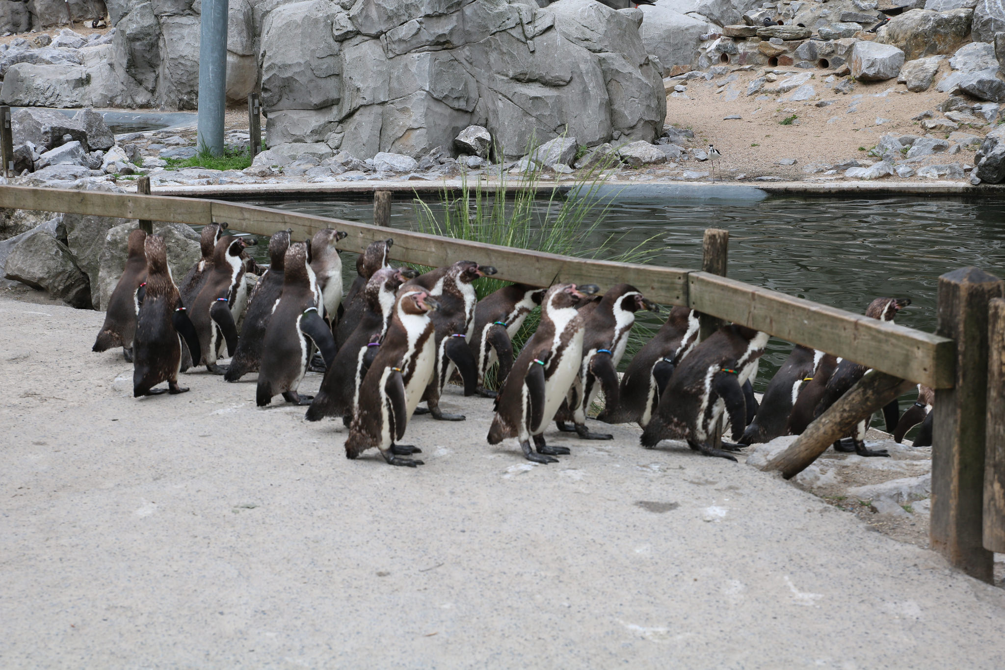 Dierenpark Planckendael